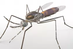 Mosquito Rigged Hairs Low-poly  3D model