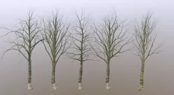Old Forest Trees Scan Low-poly  3D model