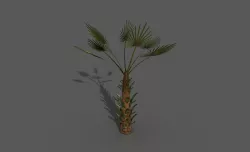 palm tree 3D model