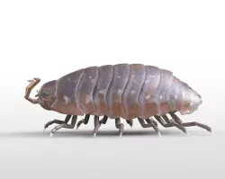 Pillbug Rigged Low-poly  3D model