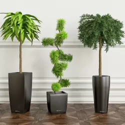 PLANTS 15 3D model