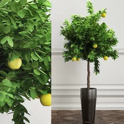 PLANTS 23 3D model