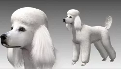 Poodle Big Dog 3D model