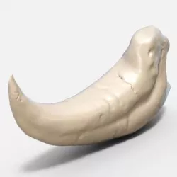 Raptor Claw 3D model