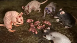Rats Complete Pack Low-poly  3D model