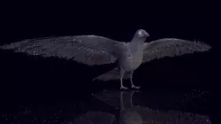 Raven Low-poly  3D model