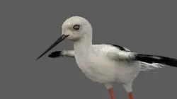 Realistic Stilt bird with feather 3D model