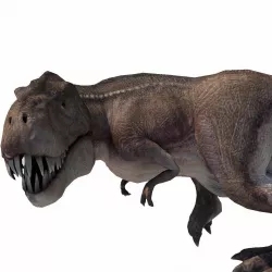Realistic Tyranasaurus rex Low-poly  3D model