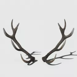 Reed Deer Antlers Scan 3D model
