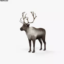 Reindeer HD 3D model