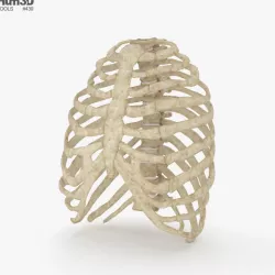 Rib Cage 3D model