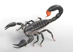 Scorpion Rigged Hairs Low-poly  3D model