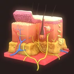 Skin Anatomy 3D model