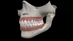 Skull 3D model