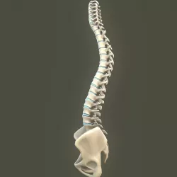 Spine anatomy spinal column 3D model