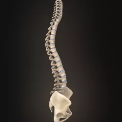 Spine anatomy spinal column 3D model