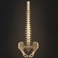 Spine anatomy spinal column 3D model