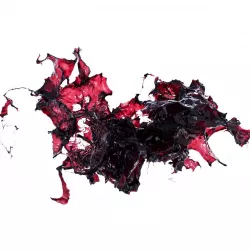 Splash 16 3D model
