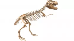 T-rex Skeleton 3D model