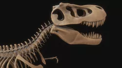 T-rex Skeleton 3D model