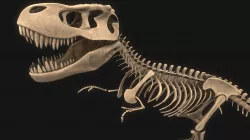 T-rex Skeleton 3D model