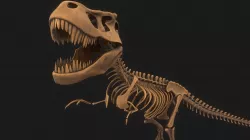 T-rex Skeleton 3D model