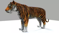 Tiger 3D model