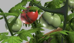 Tomato plant 3D model