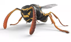 Wasp  Low-poly  3D model