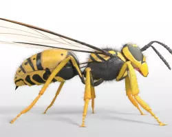 Wasp Rigged Hairs Low-poly  3D model