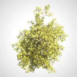 Young Tree  3D model