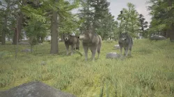 3D forest wolfs rigged 3D model
