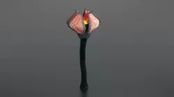 Alien Flora  Low-poly  3D model