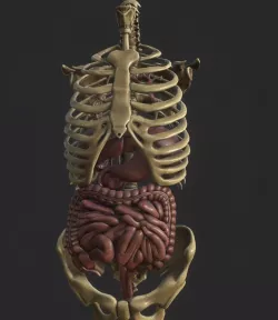 Anatomy skeleton pelvis spinal column ribs and ORGAN PBR  Low-poly  3D model