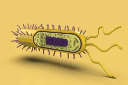 BACTERIA  3D model