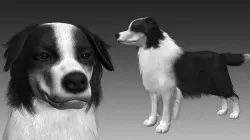 Border Collie Bordernese dog 3D model
