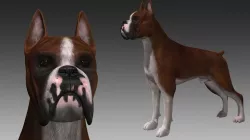 Boxer Dog 3D model