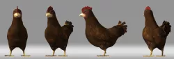 cartoon chicken hen poultry animation role 3D model
