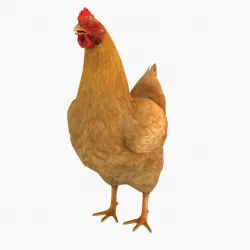 Chicken 3D model