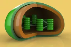 Chloroplast 3D model