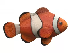 clown fish Low-poly  3D model