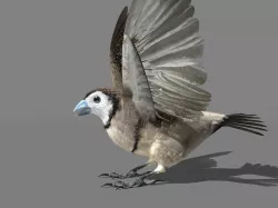 Double Barred Finch static pose Low-poly  3D model