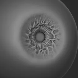 Eye Human  3D model