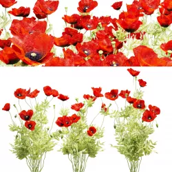 Field poppy 3D model