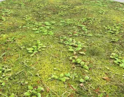 Forest Terrain Pack 1 Texture