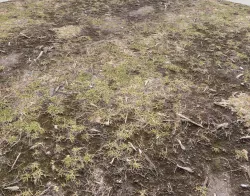Forest Terrain Pack 3 Texture