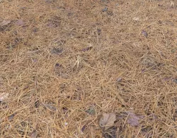 Forest Terrain Pack 4 Texture