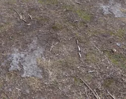 Forest Terrain Pack 7 Texture