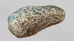 Fossil Bone 3D model