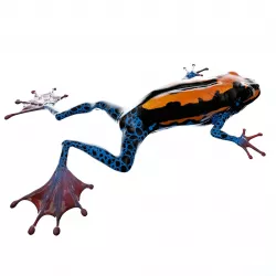 Frog 3D Model 3D model